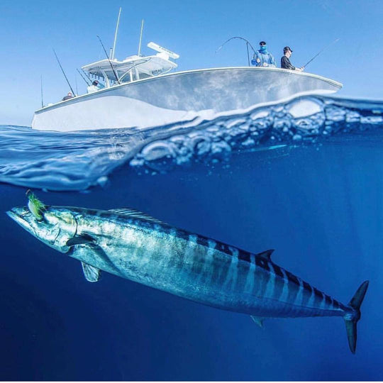 Unlocking the Thrills of Wahoo Fishing in Florida: Tips and Techniques