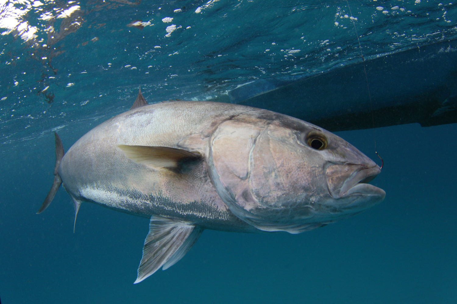 Amber Jack
