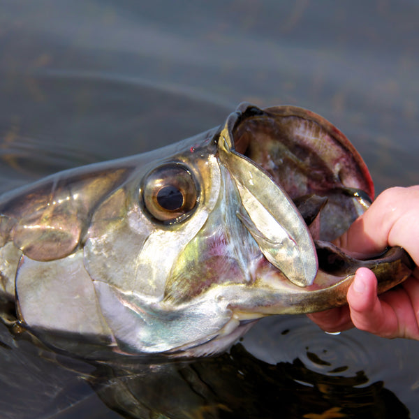 INSHORE